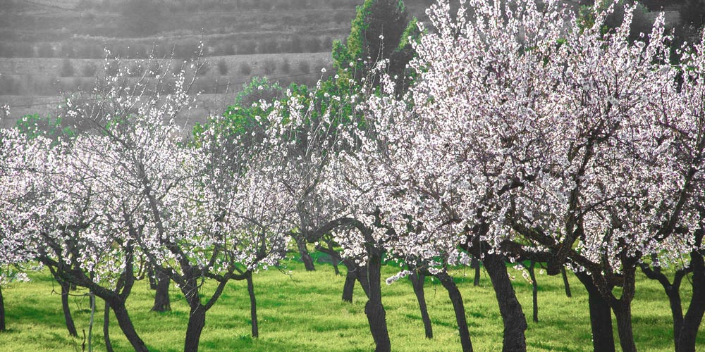 almond-blossom-mallorca