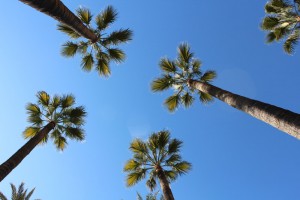 palm trees in the gardens of the royal family palace in Seville casafari article blog 20 reasons facts to love about and live in spain buy real estate property mallorca malaga alicante catalunya catalonia