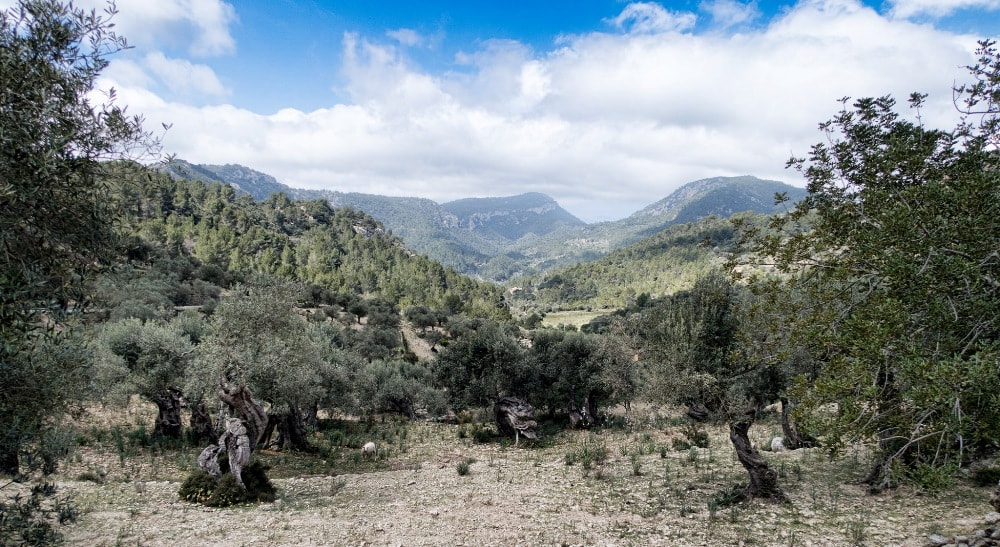 Valldemossa property market surroundings.